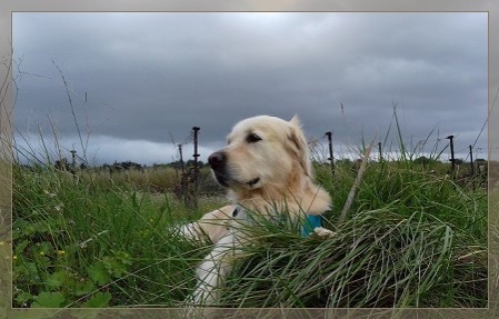 Sante forme bien etre animaux de compagnie