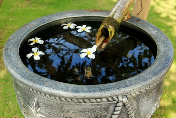 frangipani-flowers-2967025_1920.jpg