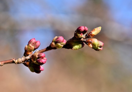 cherry-blossom-4949814_1920.jpg